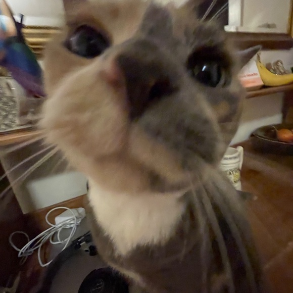 cats! - Picture 9 of 16